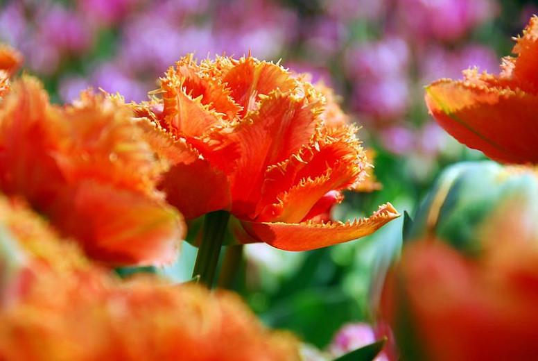Tulipa 'Sensual Touch', Tulip 'Sensual Touch', Fringed Tulip 'Sensual Touch', Fringed Tulips, Spring Bulbs, Spring Flowers, Double Tulips, Orange Tulips, Tulipes Dentelle